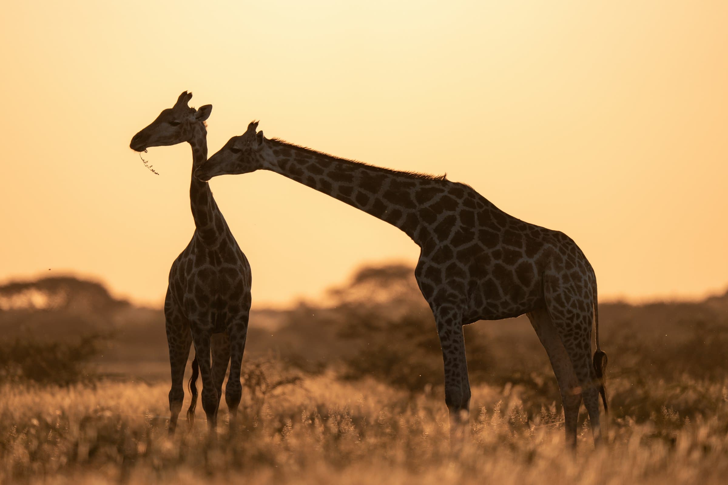 Two giraffes at golden hour