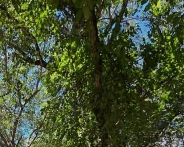 Trees overhead